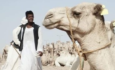 Marché aux chameaux d'El Shalatin