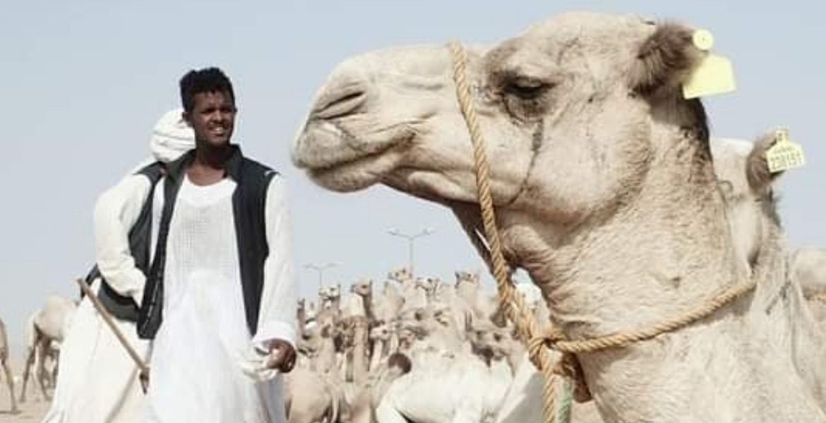 El Shalatin Camel Market